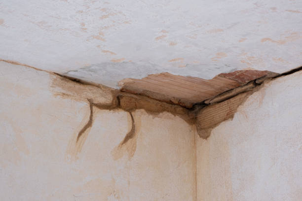 Best Mold removal after water damage  in Catalina, AZ